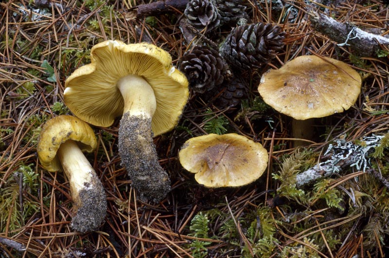 Tricholoma equestre group